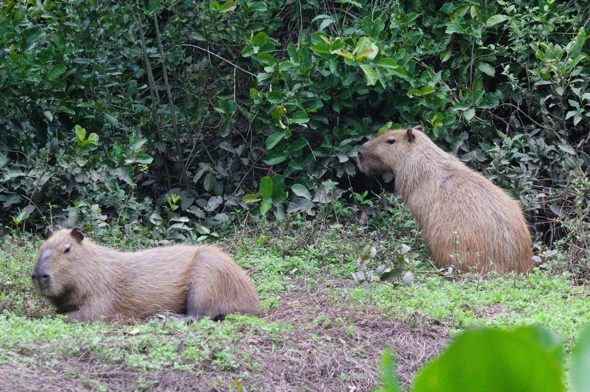 Carpincho — Hydrochoerus hydrochaeris
