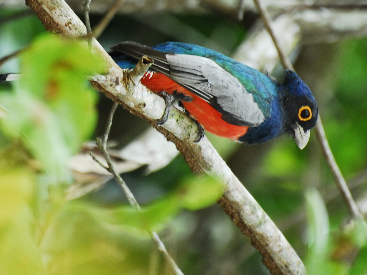 Surucuá-aurora — Trogon curucui